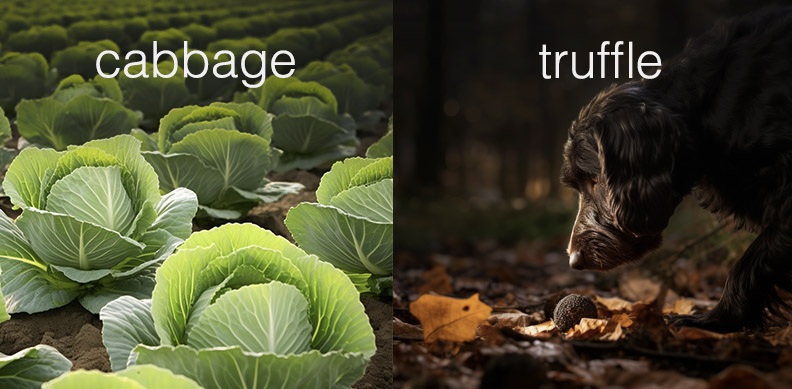 Is your invention a cabbage or a truffle?